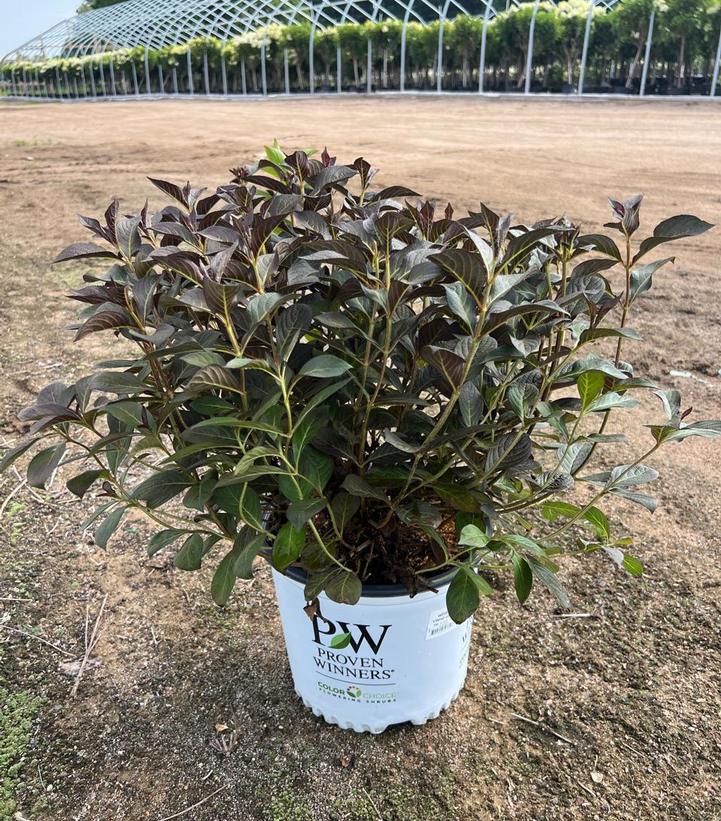 Weigela florida Vinho Verde™