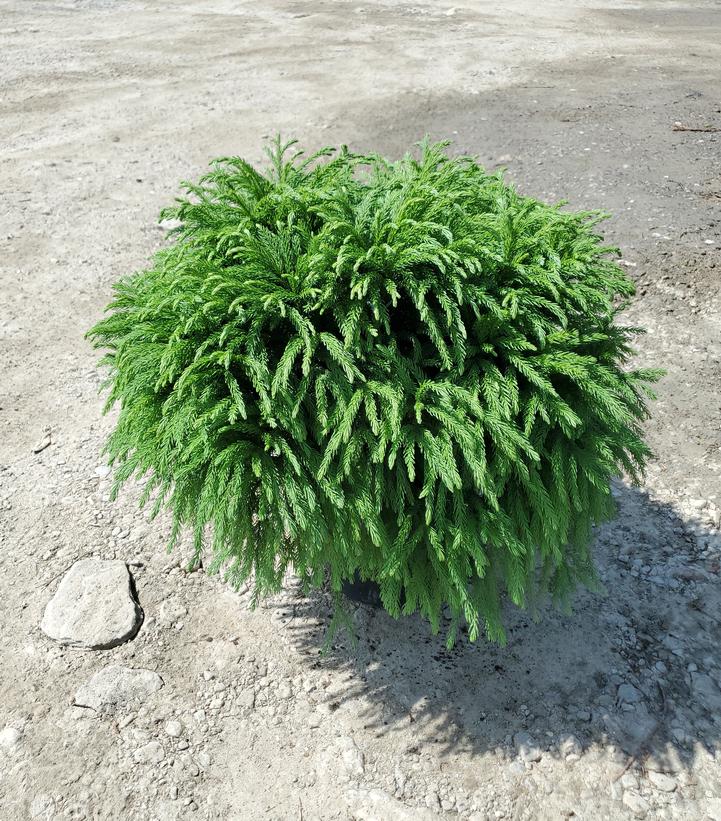 Cryptomeria japonica 'Globosa Nana'