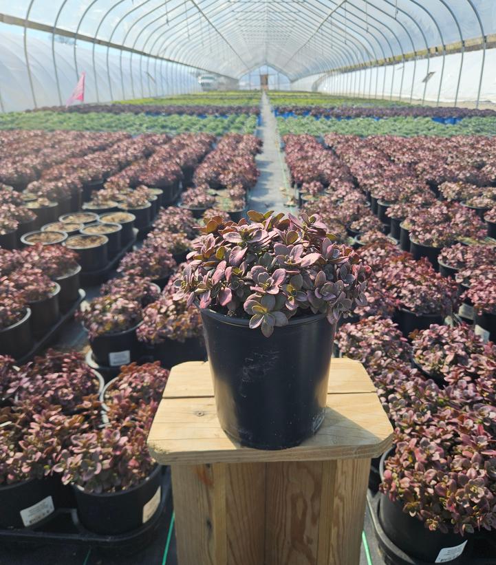 Sedum x Sunsparkler™ Sunsparkler® 'Firecracker'