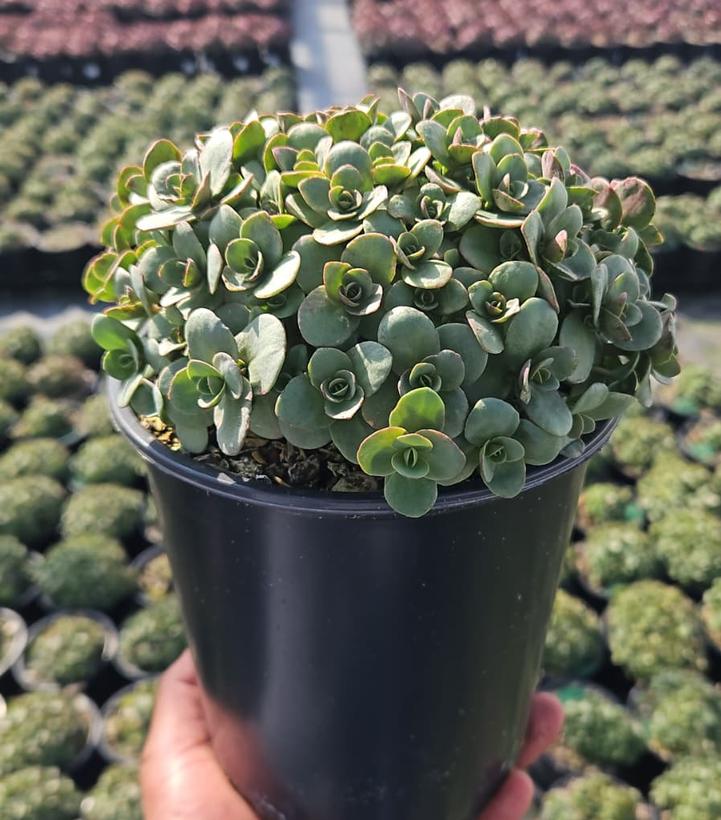 Sedum x SunSparkler® 'Lime Zinger'