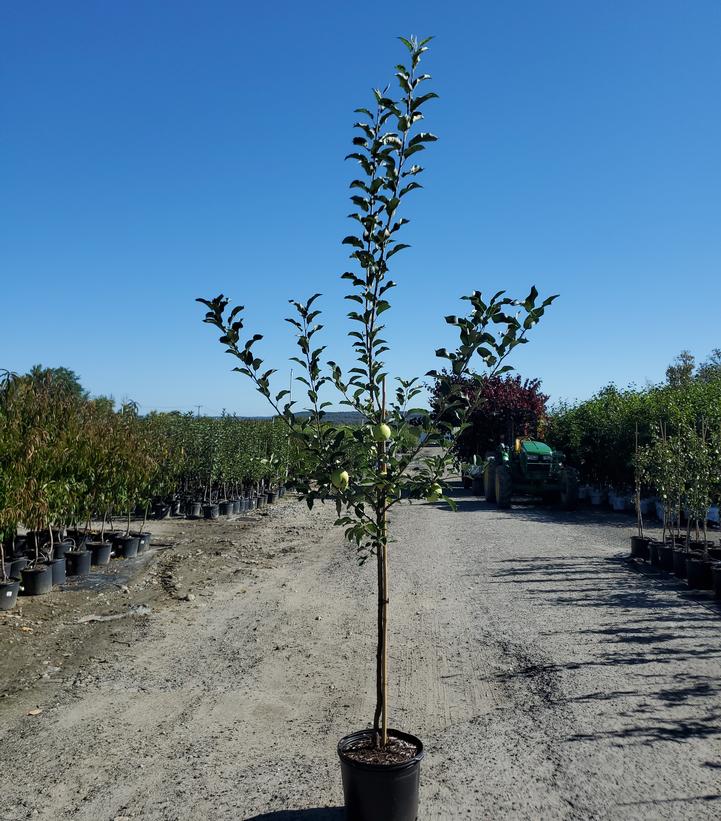 Malus domestica Goldrush