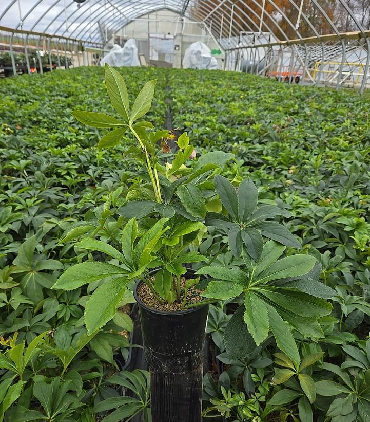 Helleborus x Royal Heritage™