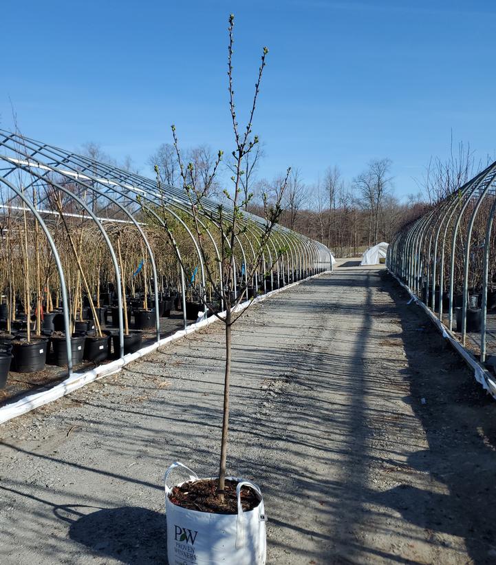 Malus sp. Sweet Sugar Tyme®