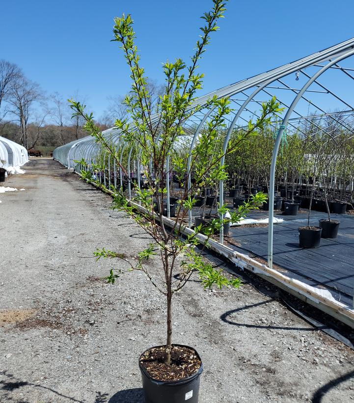 Prunus cerasifera 'Satsuma'