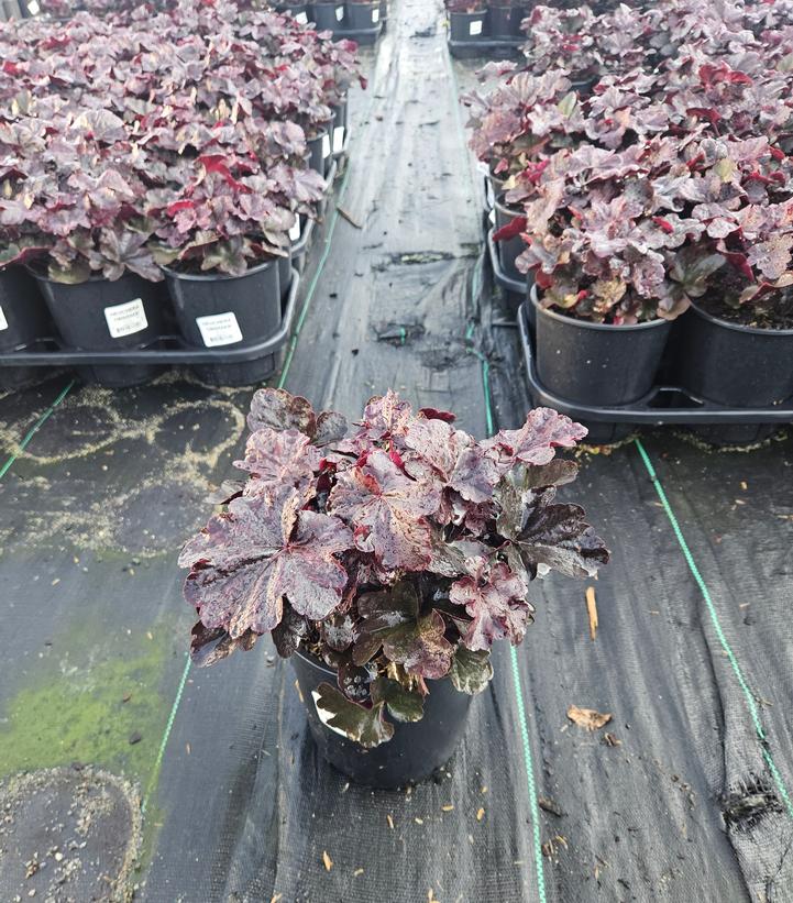 Heuchera Obsidian