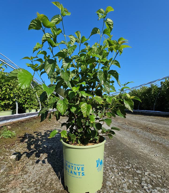Viburnum dentatum NativeStar® 'Plum Pudding'