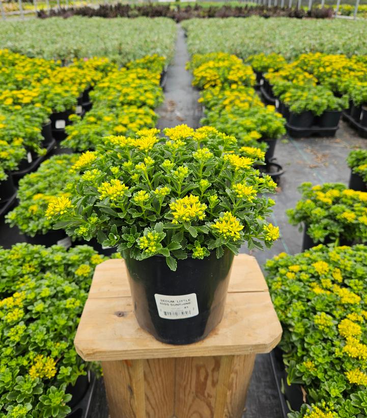 Sedum x 'Little Miss Sunshine'