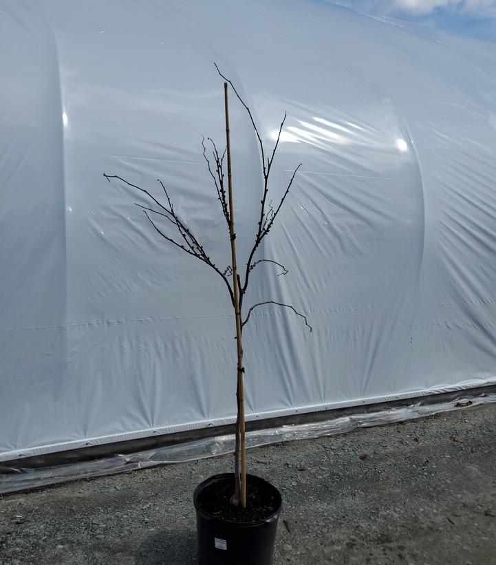 Cercis canadensis 'Appalachian Red'