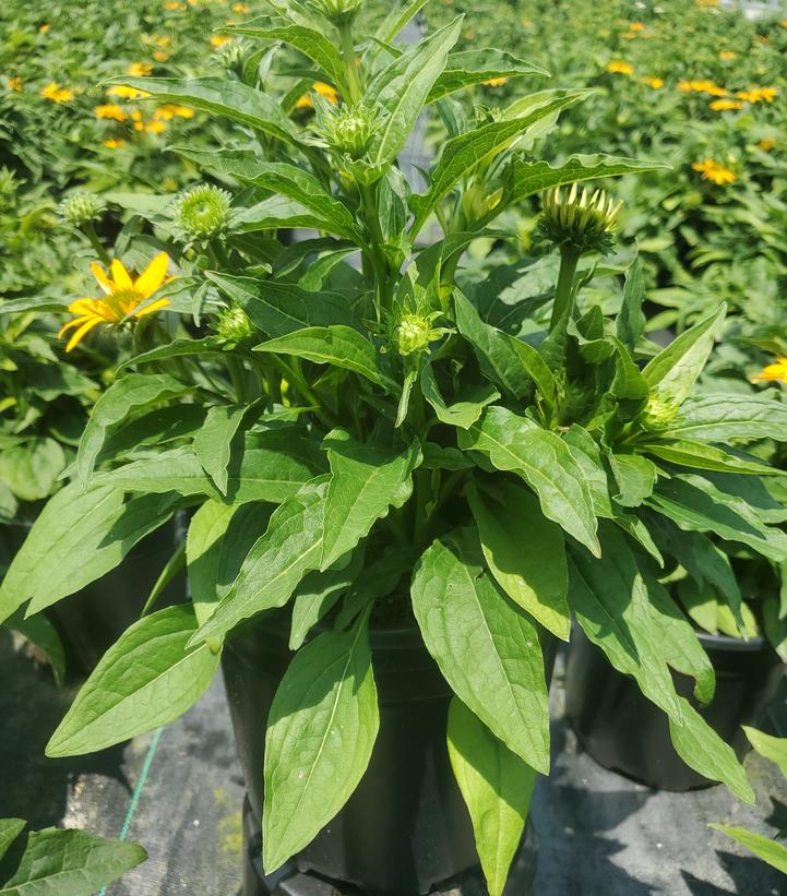 Echinacea x Artisan™ Yellow Ombre