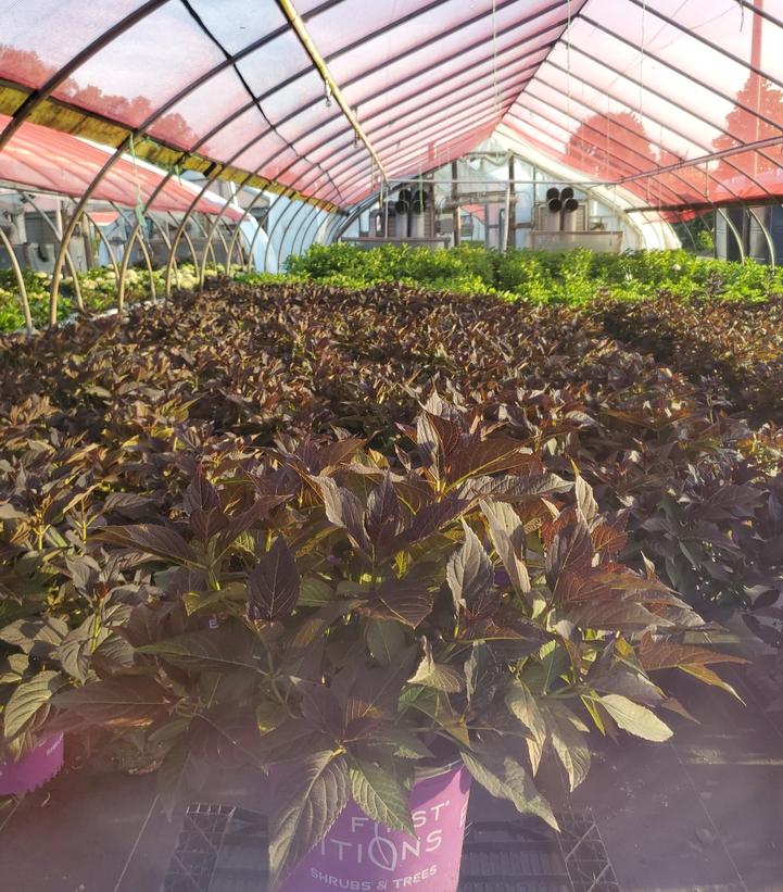 Hydrangea macrophylla Eclipse®