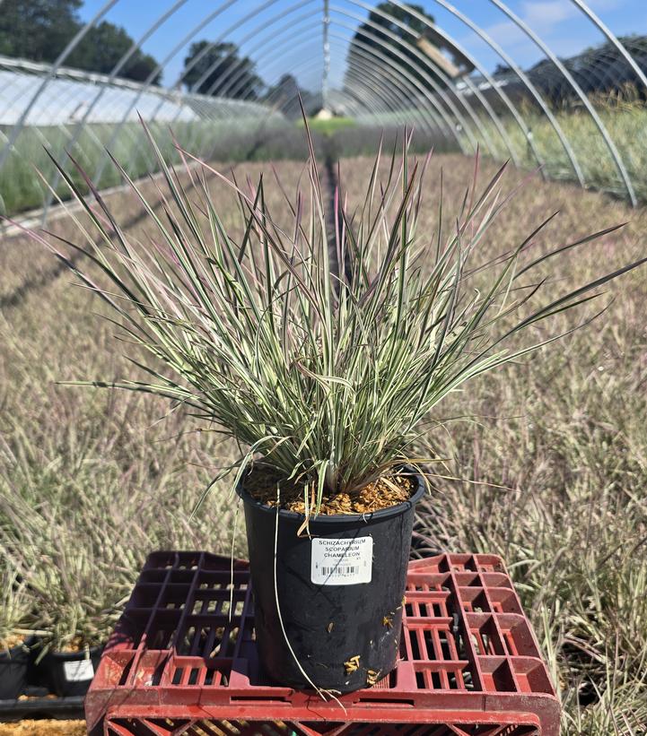 Schizachyrium scoparium 'Chameleon'