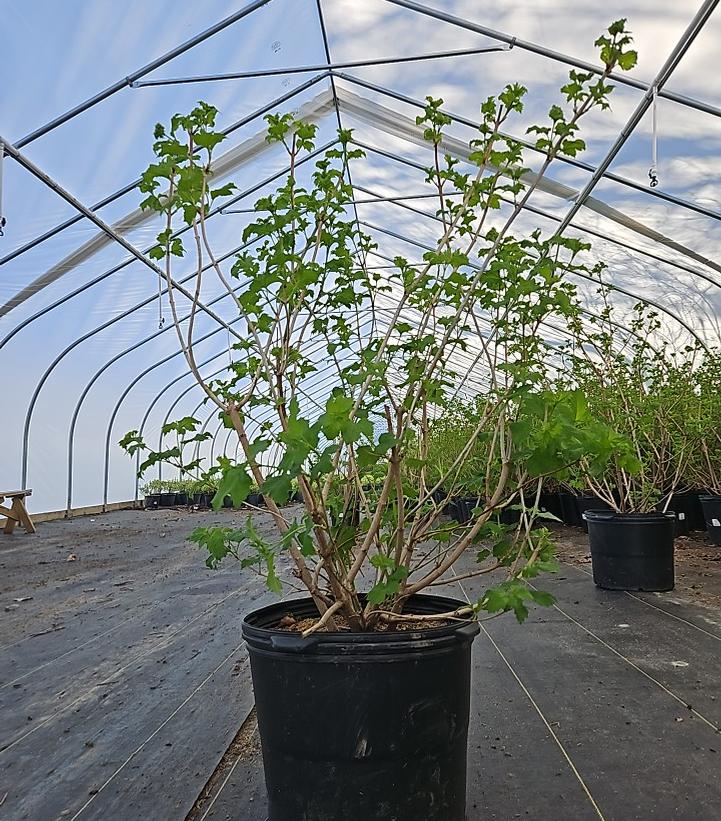 Viburnum opulus 'Roseum'
