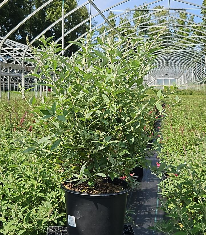 Buddleia davidii Monarch® 'Glass Slippers'