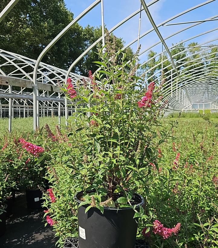 Buddleia davidii Monarch® 'Prince Charming'