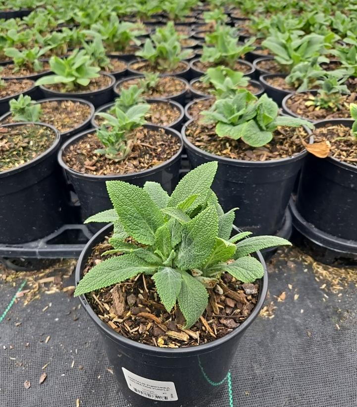 Digitalis purpurea 'Dalmatian Purple'