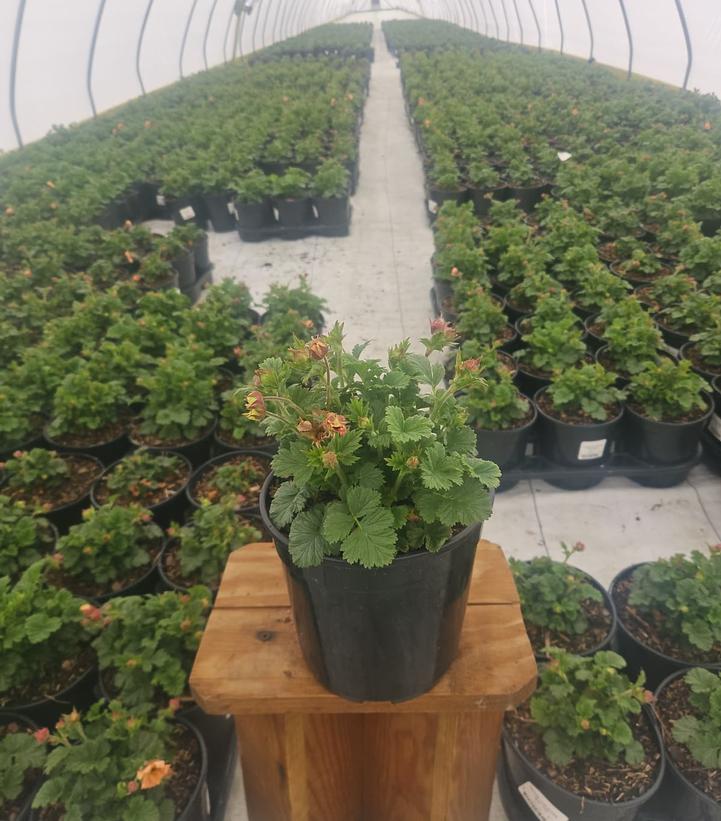 Geum Pretticoats™ Peach