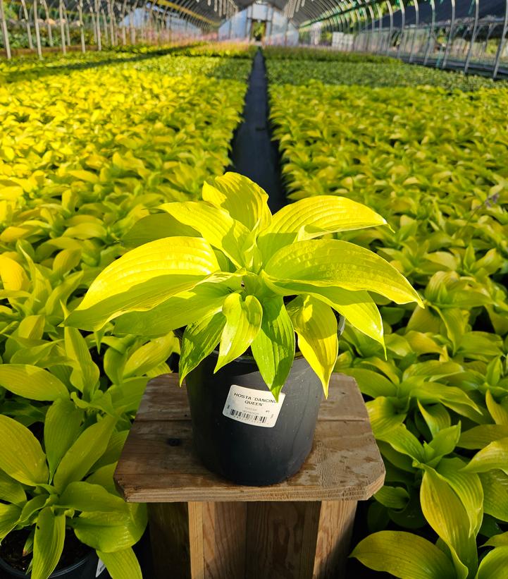 Hosta x 'Dancing Queen'
