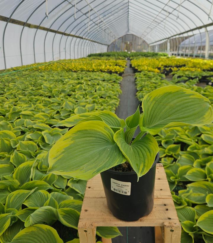 Hosta x 'Earth Angel'