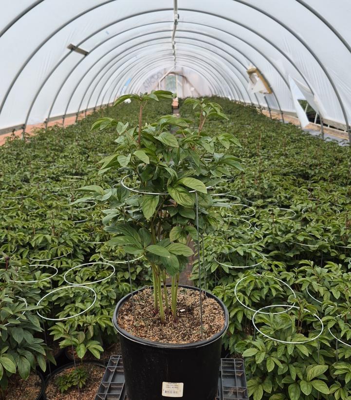 Paeonia lactiflora 'Lady in Red'