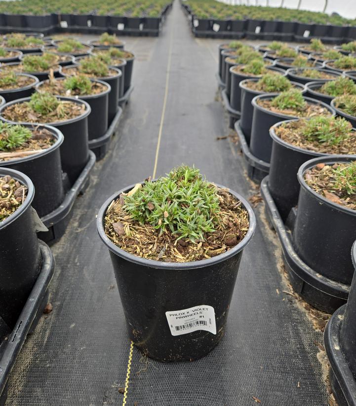 Phlox x 'Violet Pinwheels'