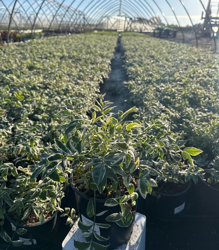 Polemonium reptans 'Touch of Class'
