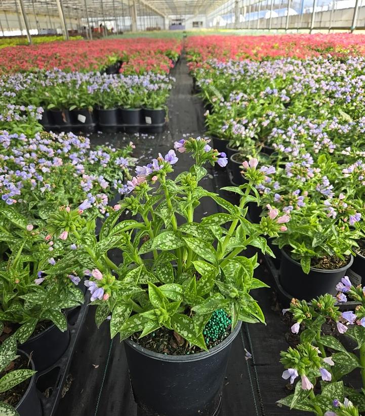 Pulmonaria Twinkle Toes