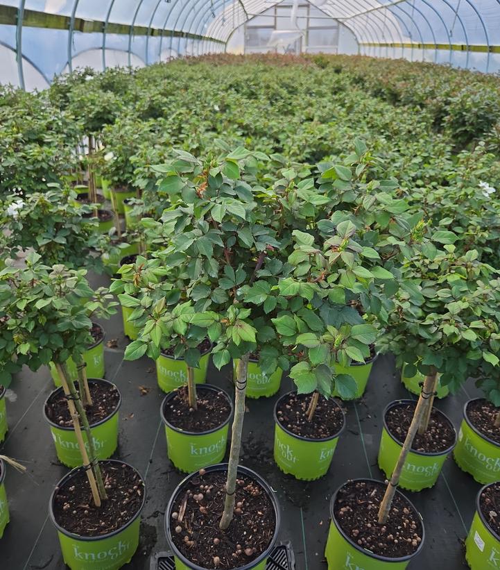 Rosa White Knock Out®