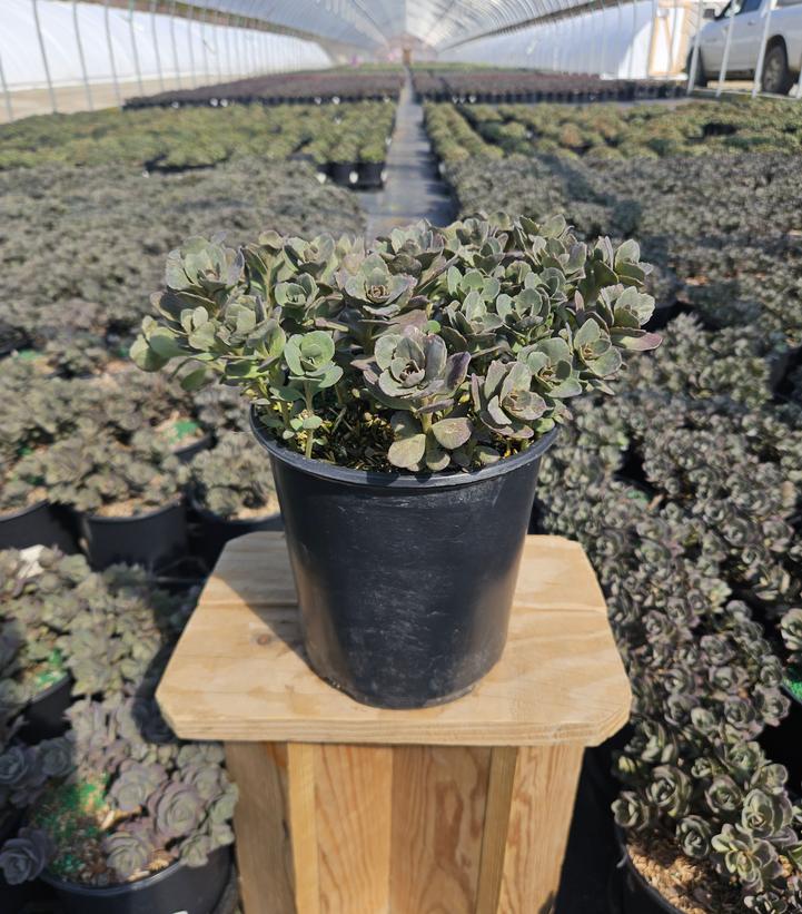 Sedum x Sunsparkler® 'Dazzleberry'