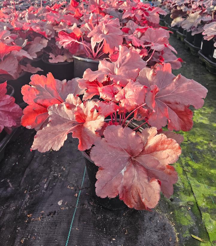 Heuchera Forever® Red