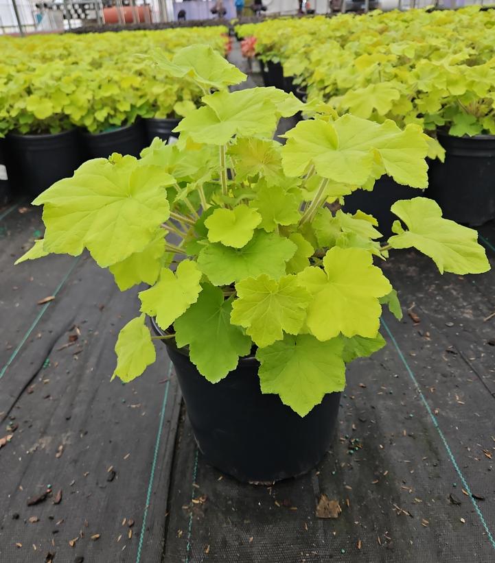 Heuchera hybrida 'Guacamole'