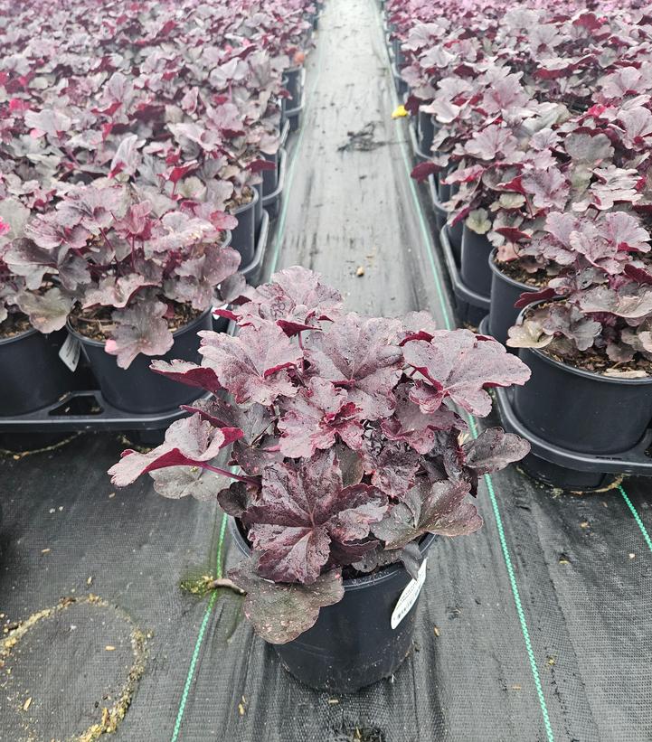 Heuchera Midnight Rose