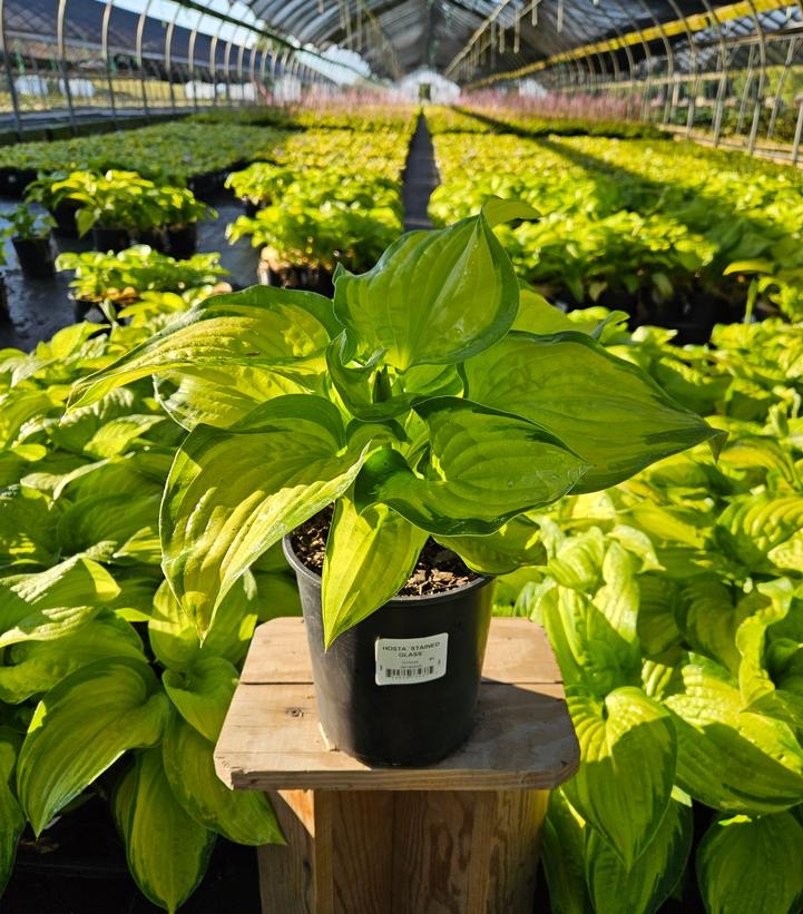 Hosta x 'Stained Glass'
