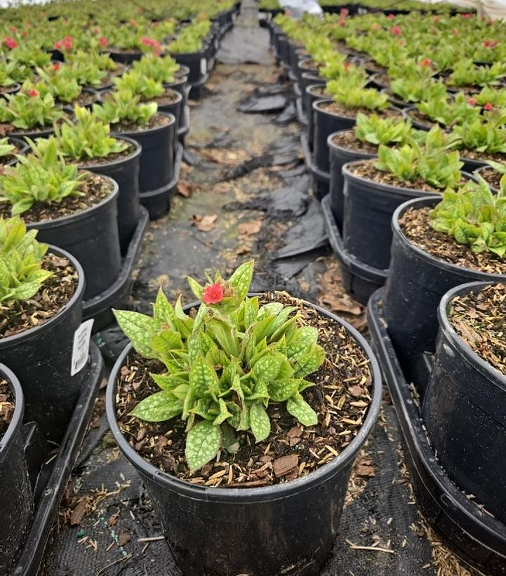 Pulmonaria 'Shrimps on the Barbie'