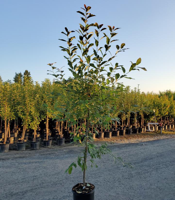 Nyssa sylvatica Wildfire