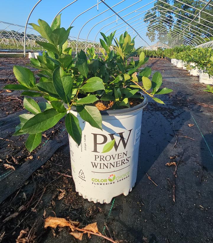 Aronia melanocarpa Ground Hug®