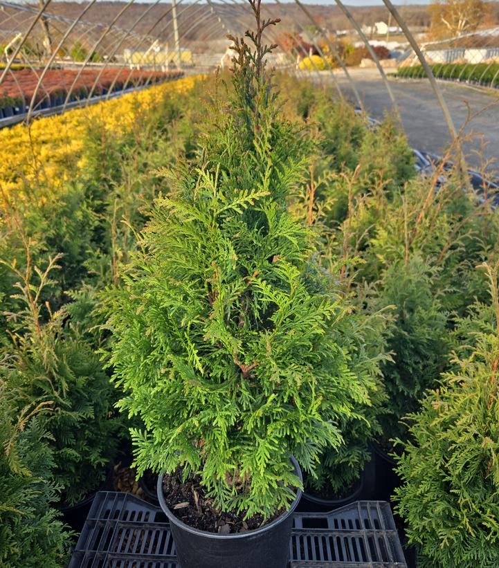 Thuja x plicata 'Junior Giant'