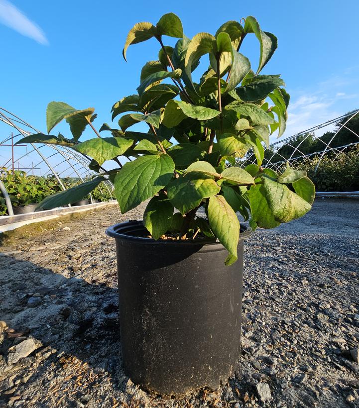 Viburnum carlesii Spice Island™