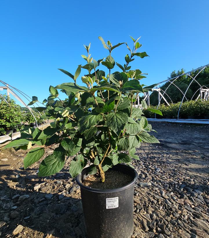 Viburnum carlesii Sugar n' Spice™