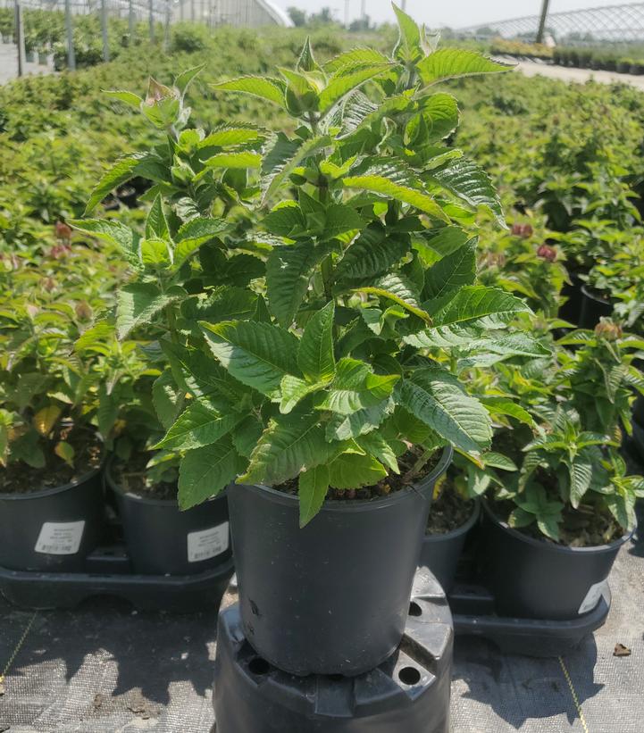 Monarda Bee-You® Bee Happy™