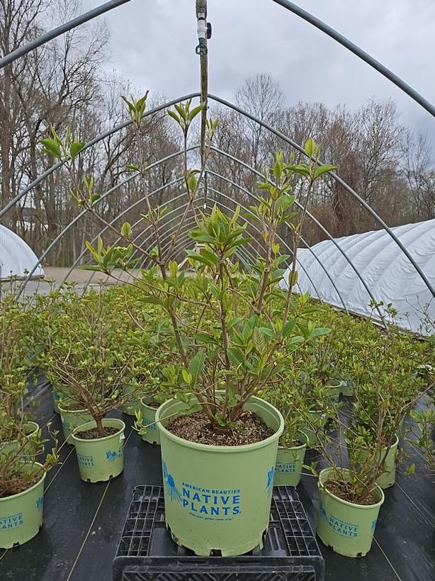 Viburnum cassinoides NativeStar® Raisinette