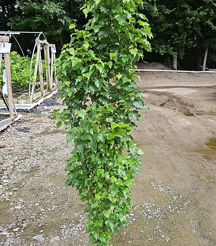 Betula platyphylla Parkland Pillar®
