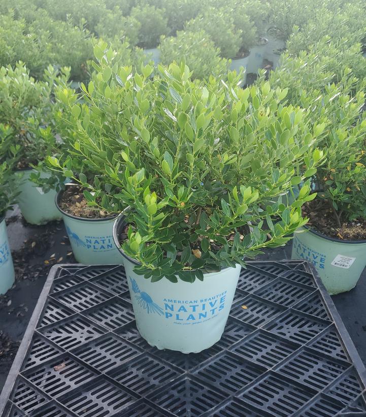 Ilex glabra Forever Emerald™