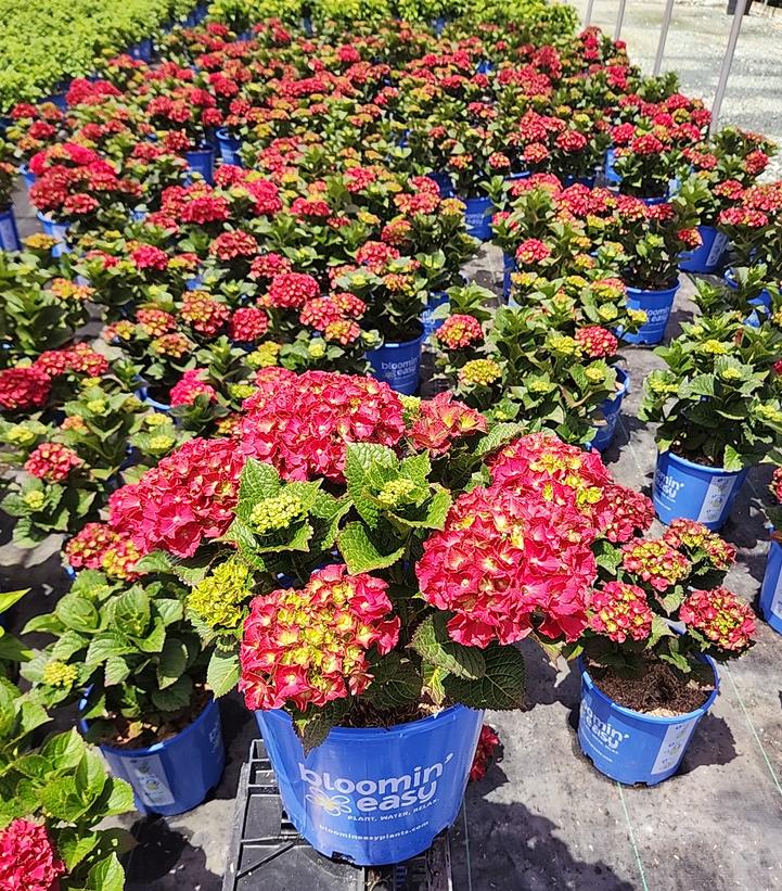 Hydrangea macrophylla Cherry-Go-Round™
