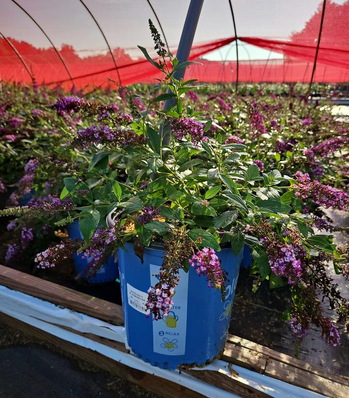 Buddleia x Blueberry Pie™