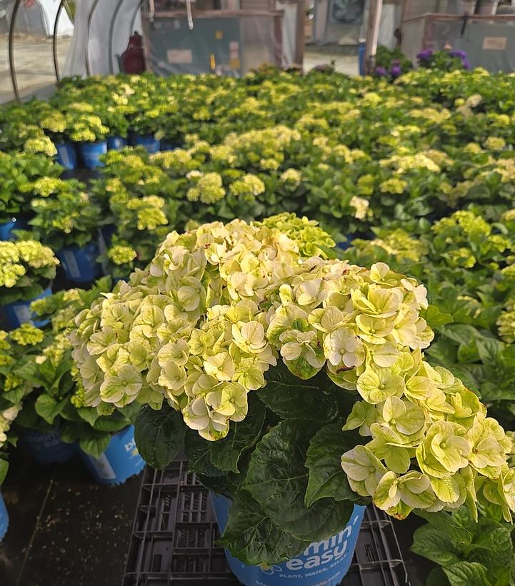 Hydrangea macrophylla Grin and Tonic™