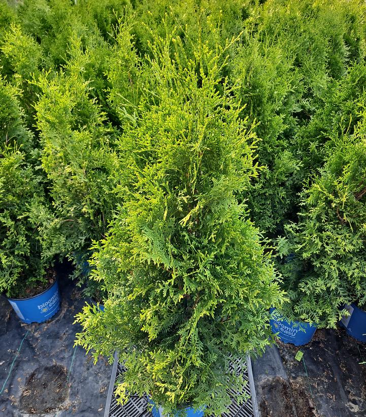 Thuja occidentalis Private Jet™