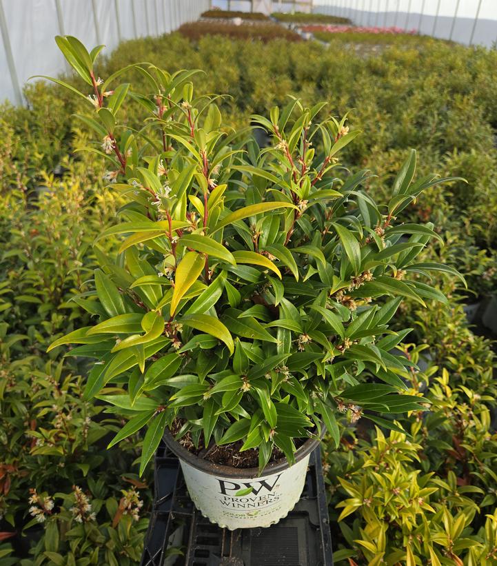 Sarcococca hookeriana Sweet & Lo™