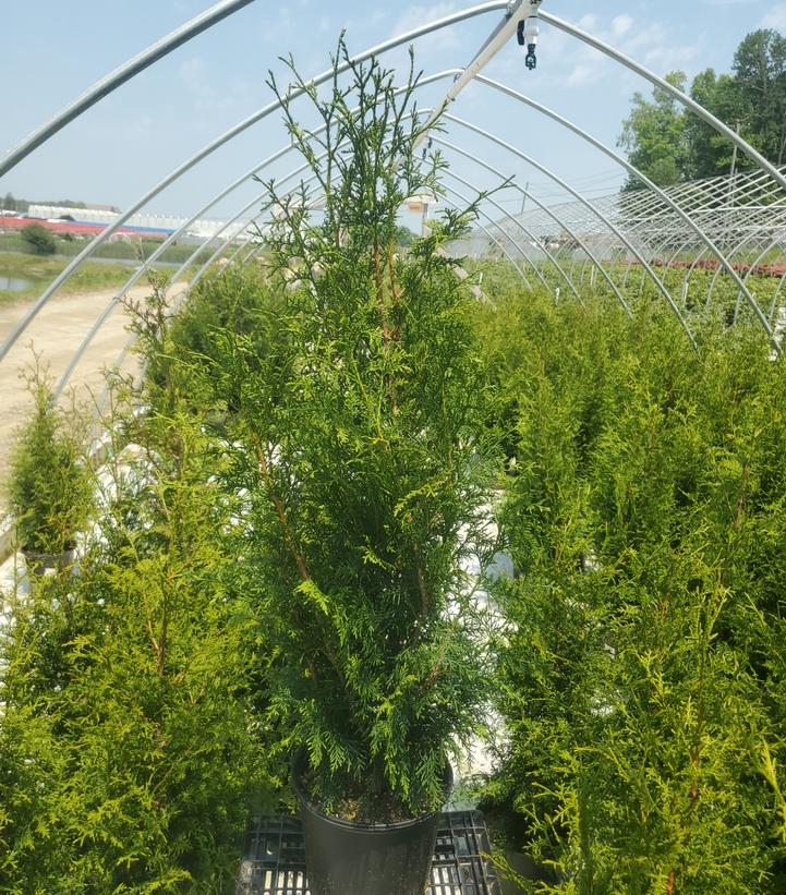Thuja plicata Sugar and Spice™