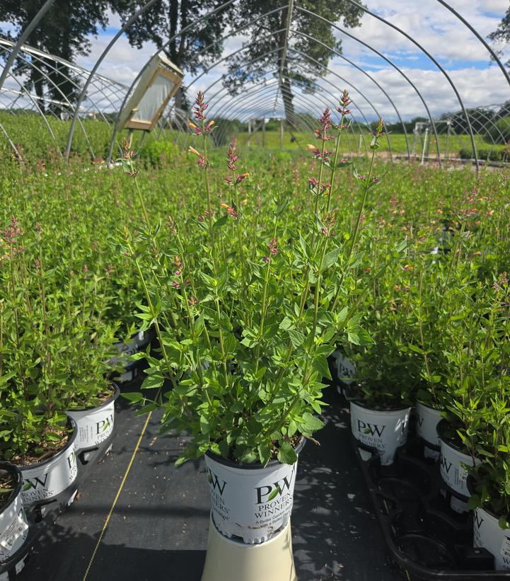 Agastache x Meant to Bee™ 'Queen Nectarine'