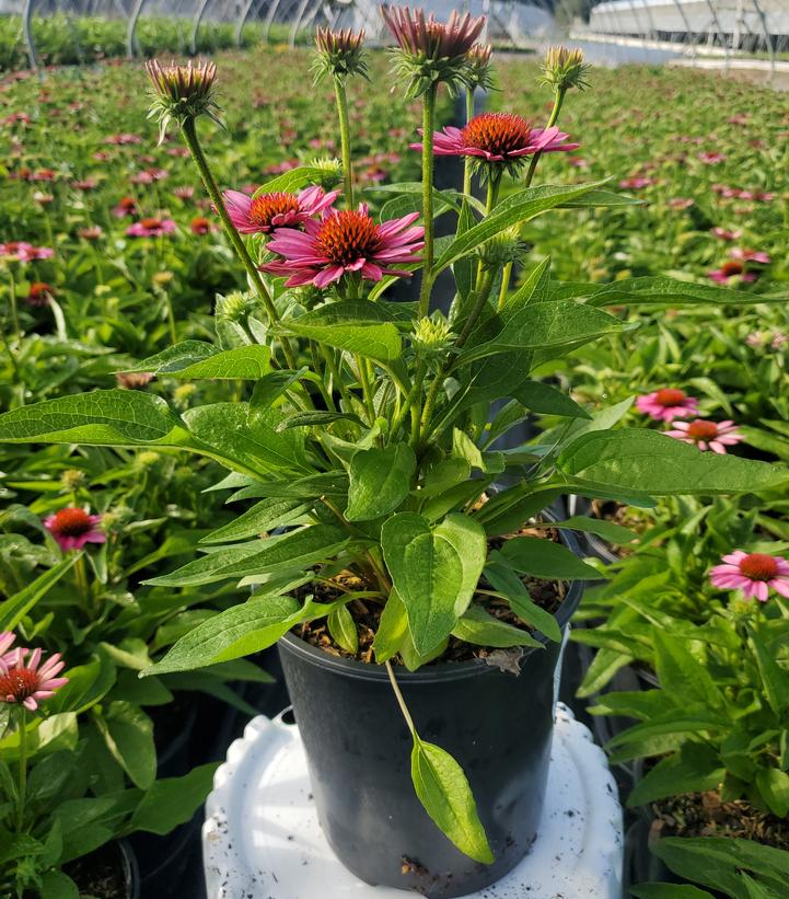 Echinacea x Sunmagic® 'Vintage Pink'